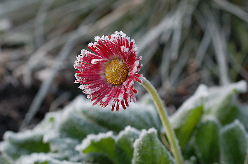 viola_tricolor