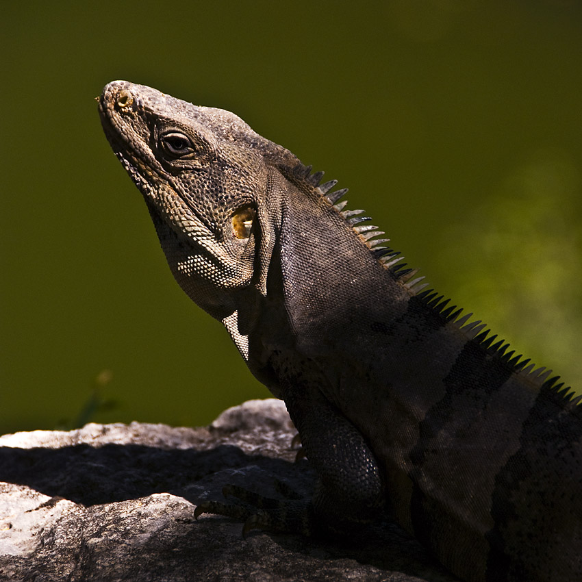 Iguana