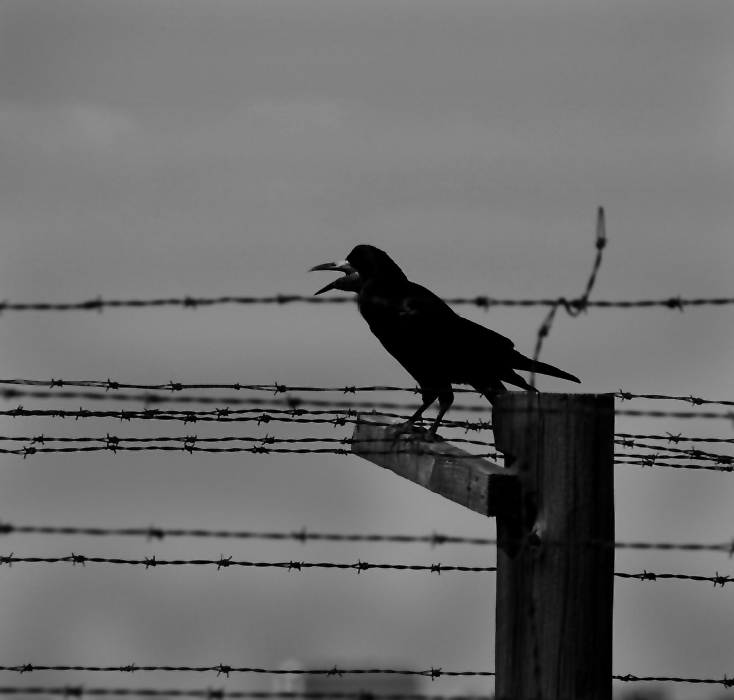 Obóz Zagłady - Majdanek 9