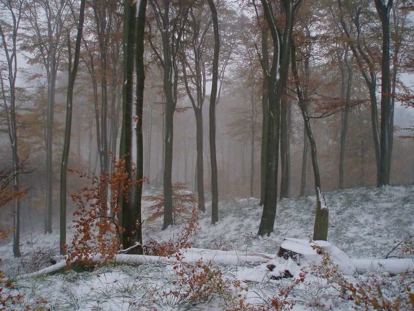 Pierwszy śnieg