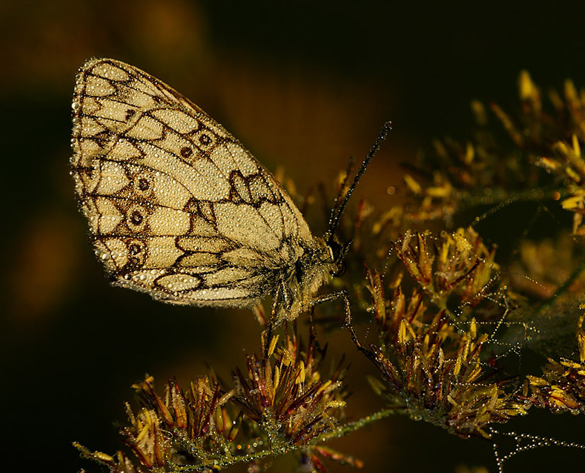 Polowiec szachownica