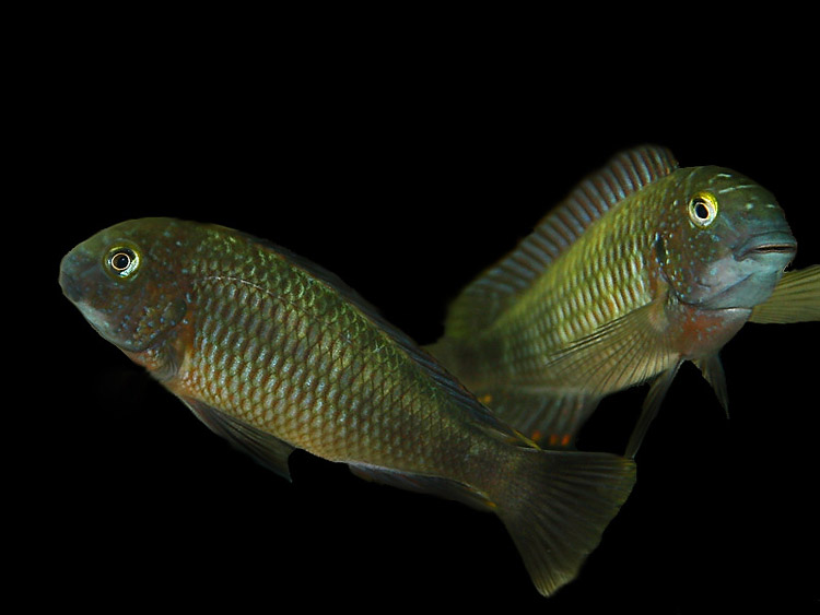 Tropheus Lufubu