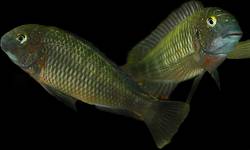 Tropheus Lufubu