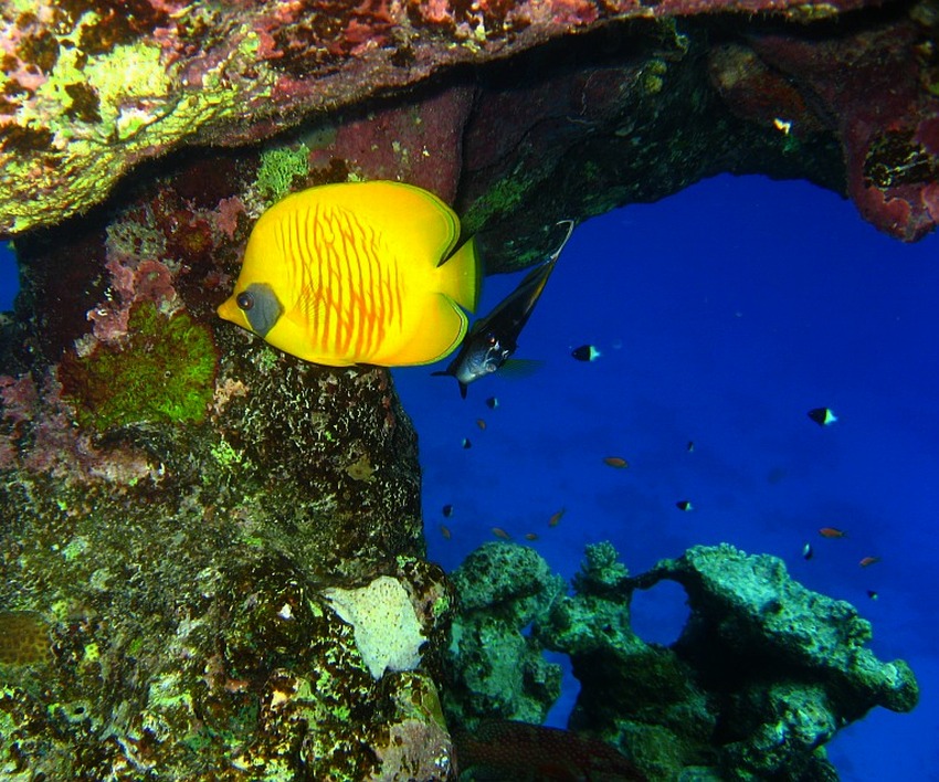 Butterflyfish w Marsa Alam..