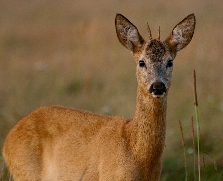 koziołek