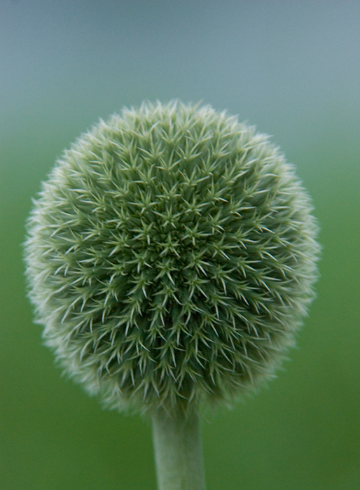 PRICKLY BALL