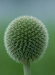 PRICKLY BALL