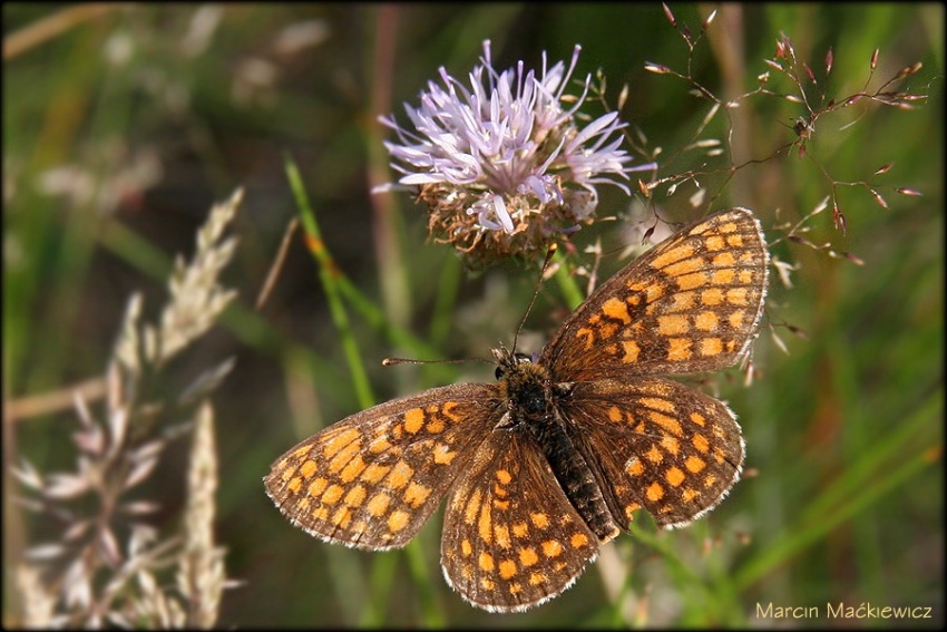 Motyl #3