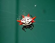 gasteracantha cancriformis