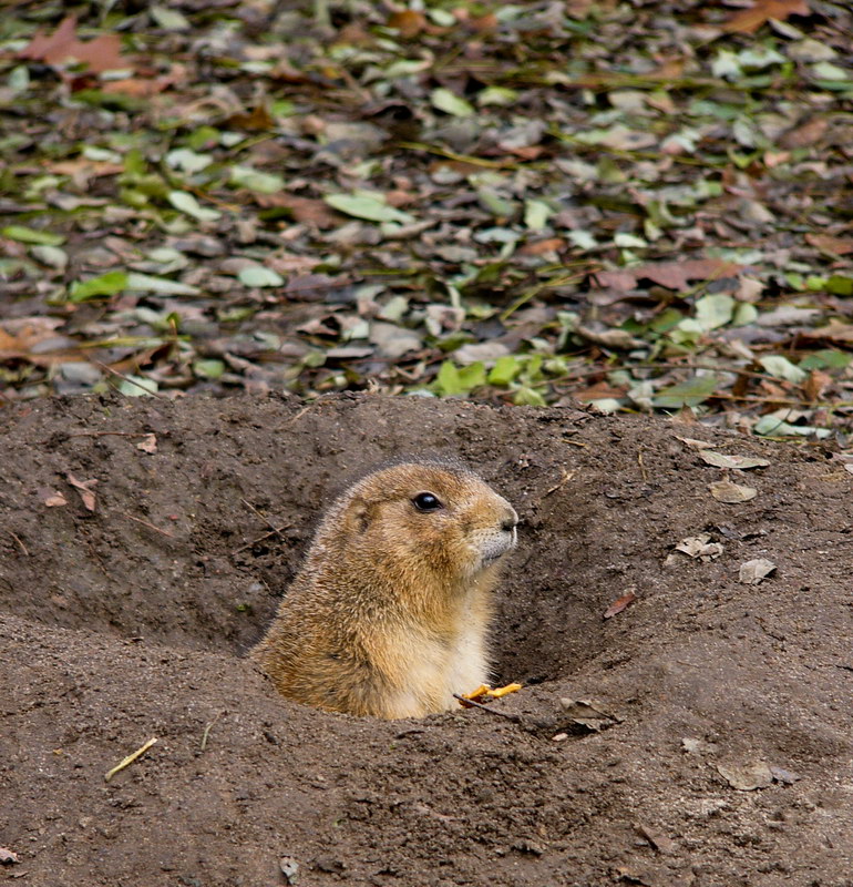 Prairie dog