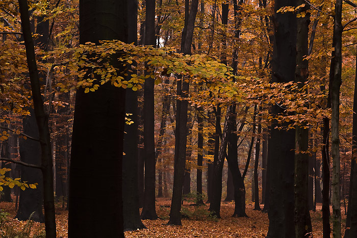 Kłeby zlotych lisci