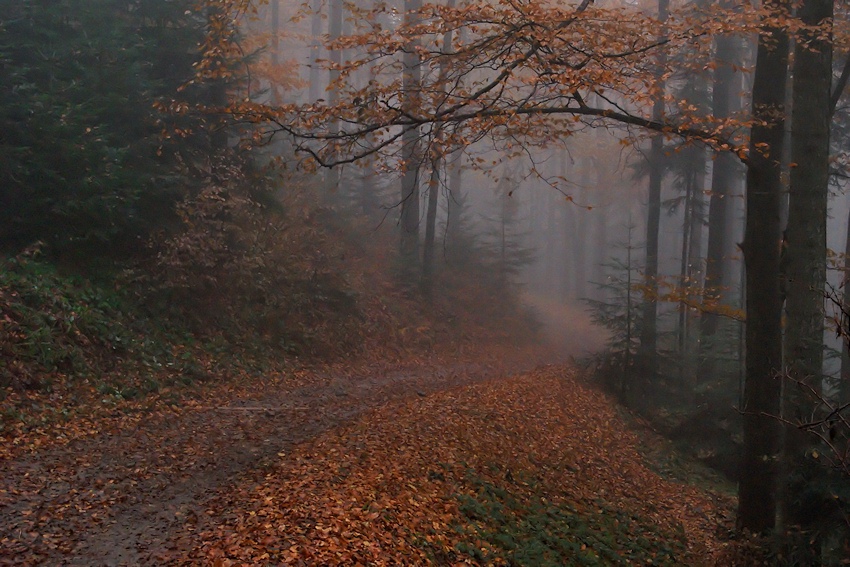 Moje ścieżki