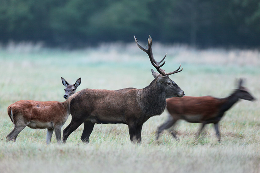 Wolne, dzikie, piękne jelenie