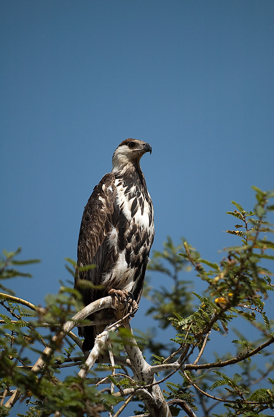 Skoro to nie African Fish Eagle to co...