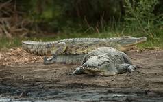 Crocodile Market