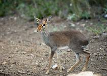 DikDik