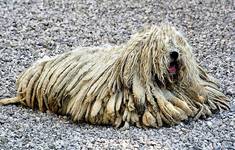 Hungarian puli