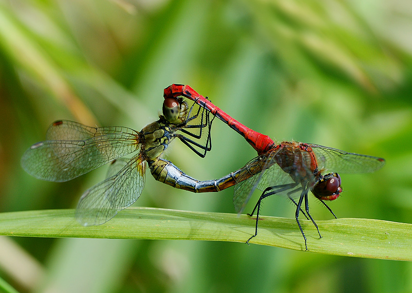 Szablak krwisty Sympetrum sanguineum