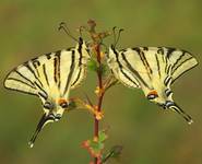 Para pazia żeglarza (Iphiclides podalirius)