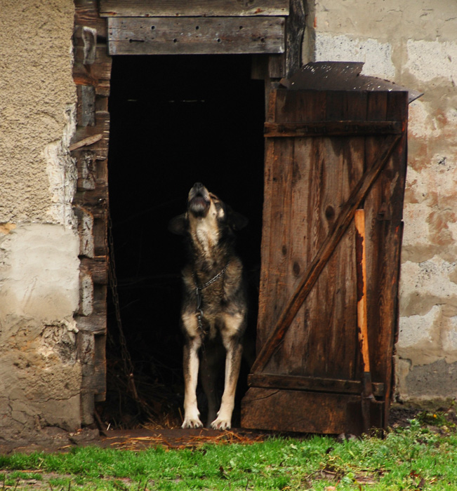 psie skargi