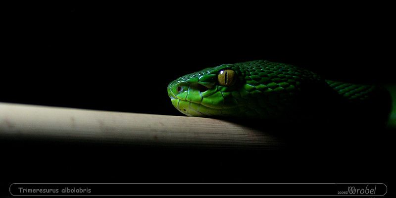 Trimeresurus albolabris