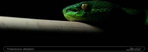 Trimeresurus albolabris