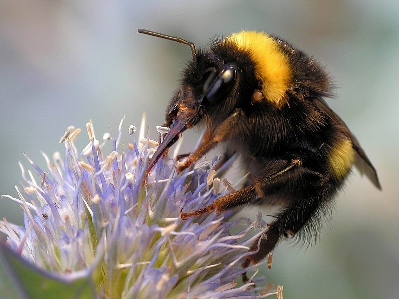 Trzmiel ziemny (Bombus terrest)