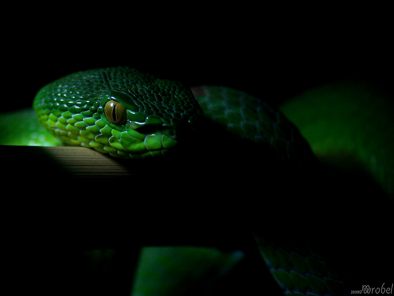 Trimeresurus albolabris