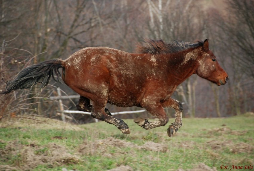 Z prędkością światła