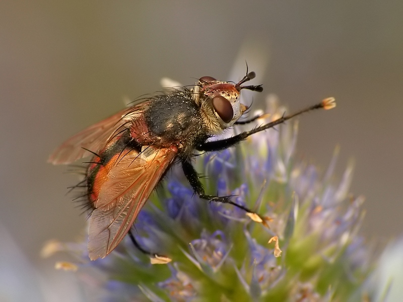 Rączyca ciemnopasa (Novickia ferox)