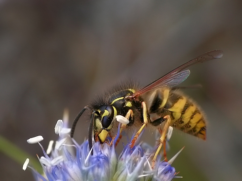 Osa (Vespula)