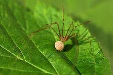 Nasosznik trzęś (Pholcus phalangioides) - samica z jajami .....