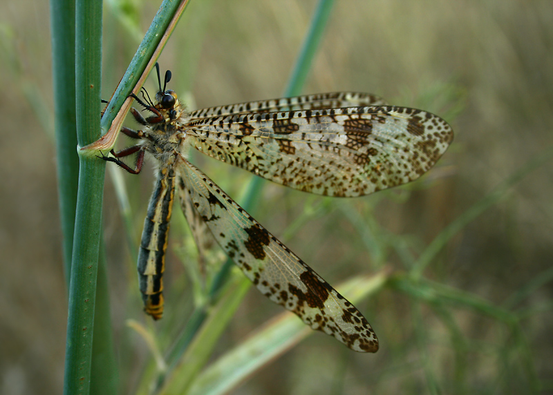 Palpares libelluloides