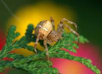 Araneus diadematus (Krzyżak ogrodowy )