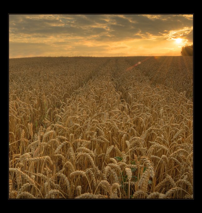 fields of gold...IV