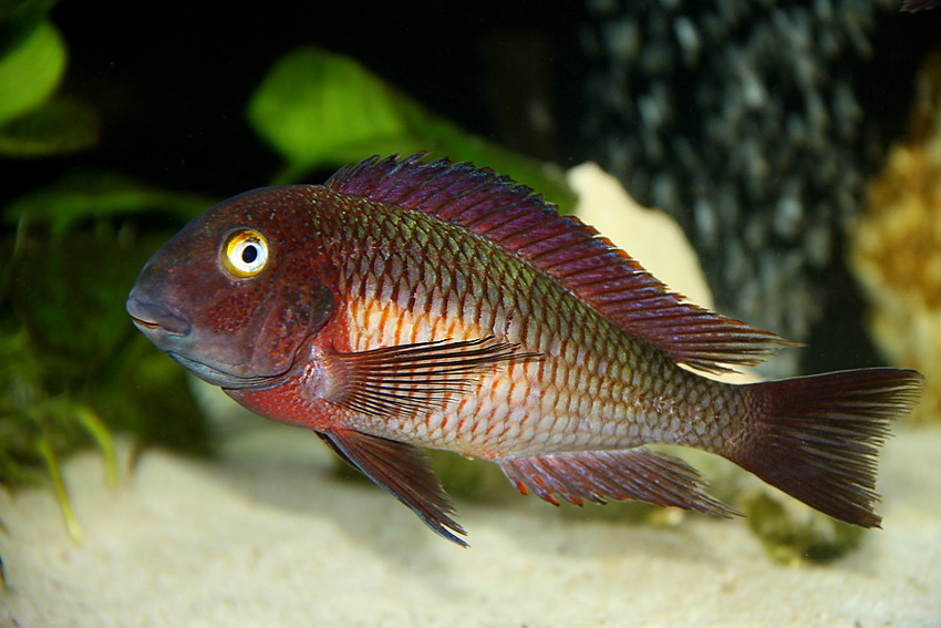 Tropheus Lufubu