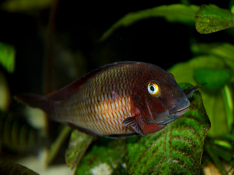 Tropheus Lufubu