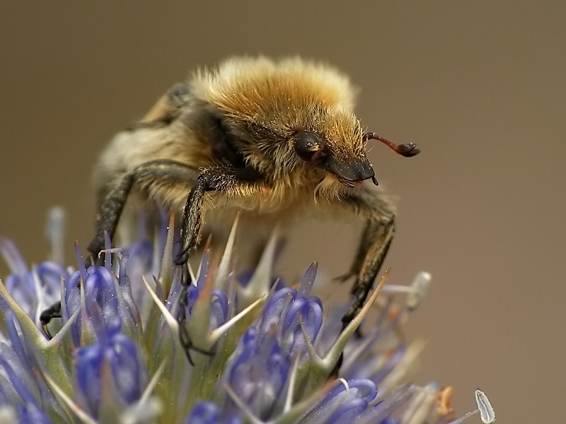 Orszoł prążkowany (Trichius fasciatus)