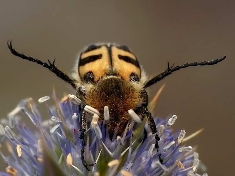 # # Orszoł prążkowany (Trichius fasciatus)