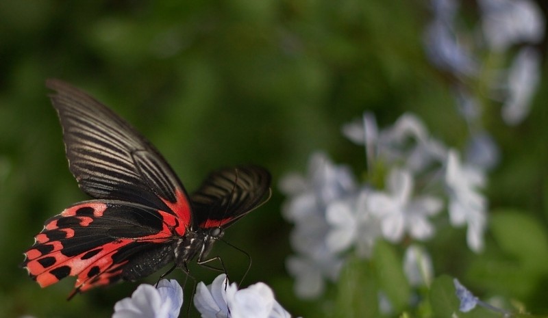 Papilio Rumanzovia