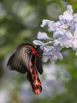 Papilio Rumanzovia