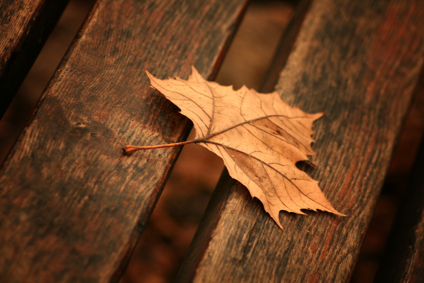 Autumn leaf