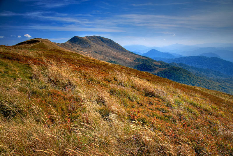 Tarnica