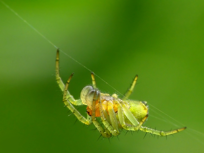 Leczenie arachnofobii