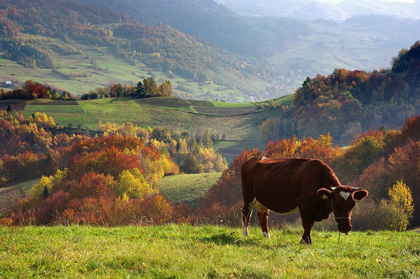 pani Jesień