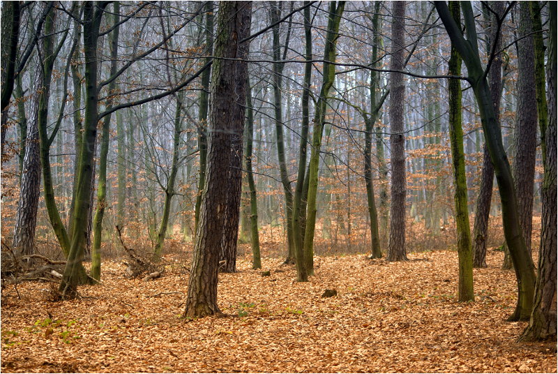 puszcza niepołomicka