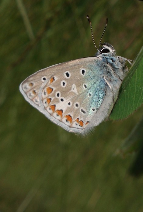 motyl