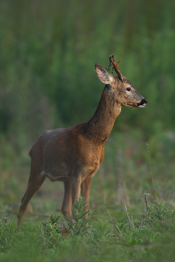 Koziołek