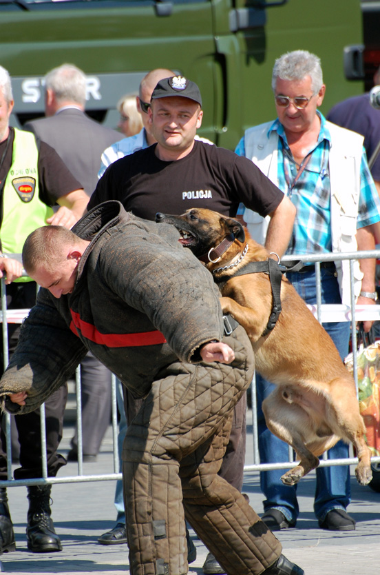 owczarek belgijski w służbie Policji