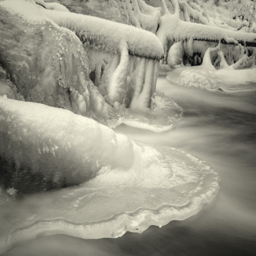 forest frost